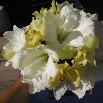 Bouquet Farella