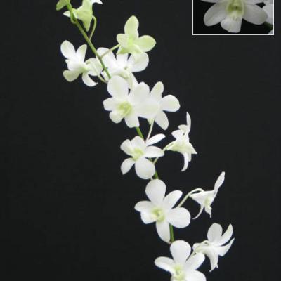 Dendrobium White 1