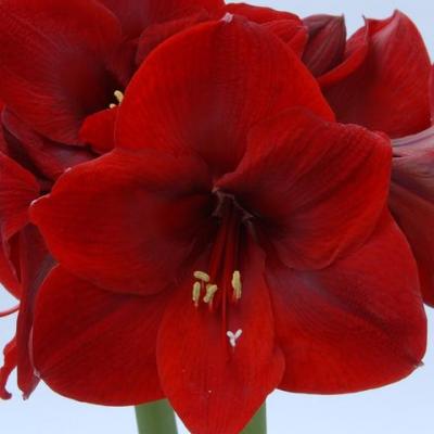 Amaryllis Carmen Jpg