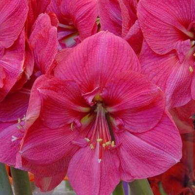 Amaryllis Hercules 