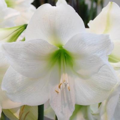 Amaryllis Mont Blanc 1