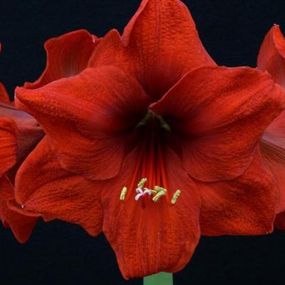 Amaryllis Red Lion 1