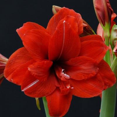 Amaryllis Red Peacock 