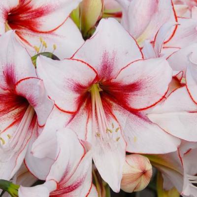 Amaryllis Temptation 1