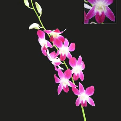 Dendrobium Sonia 1