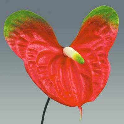 Anthurium Salvo