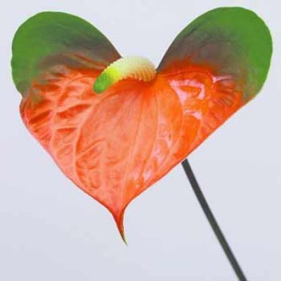 Anthurium Volare